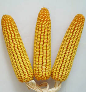 禾源15玉米種子